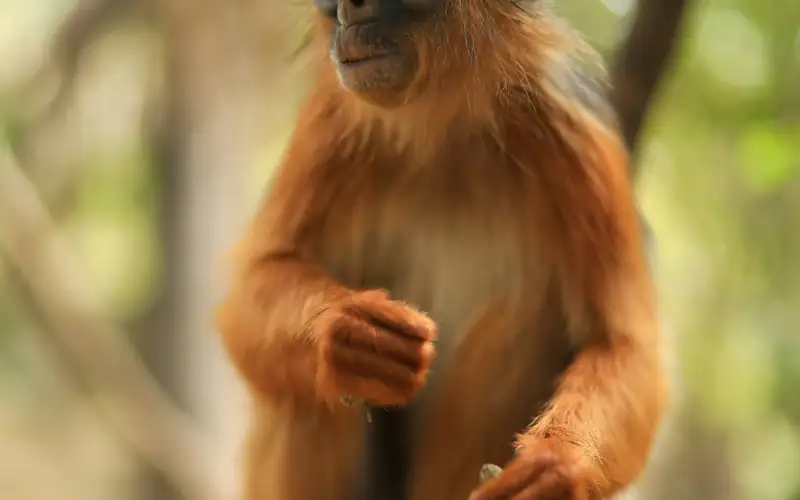 A red colobus monkey on a branch