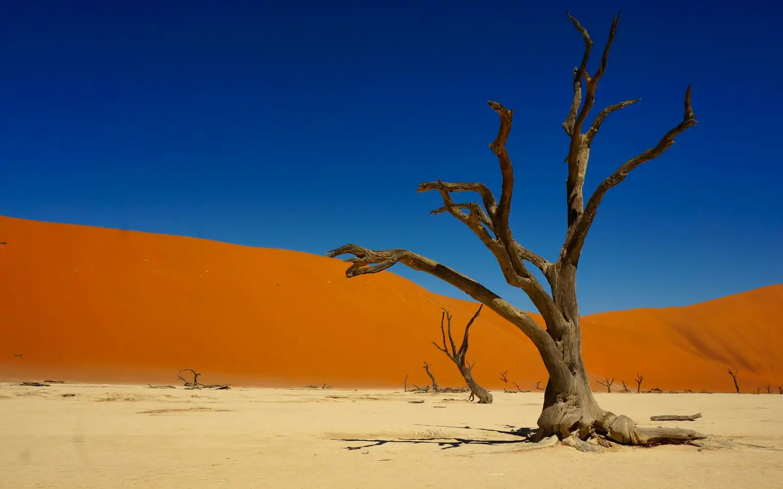A dead camel thorn tree against an orange dune