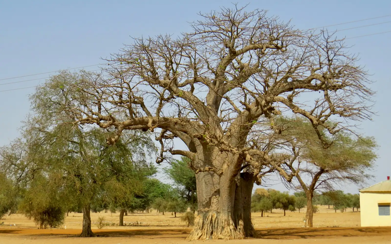 A mighty baobab tree on the dry savannah