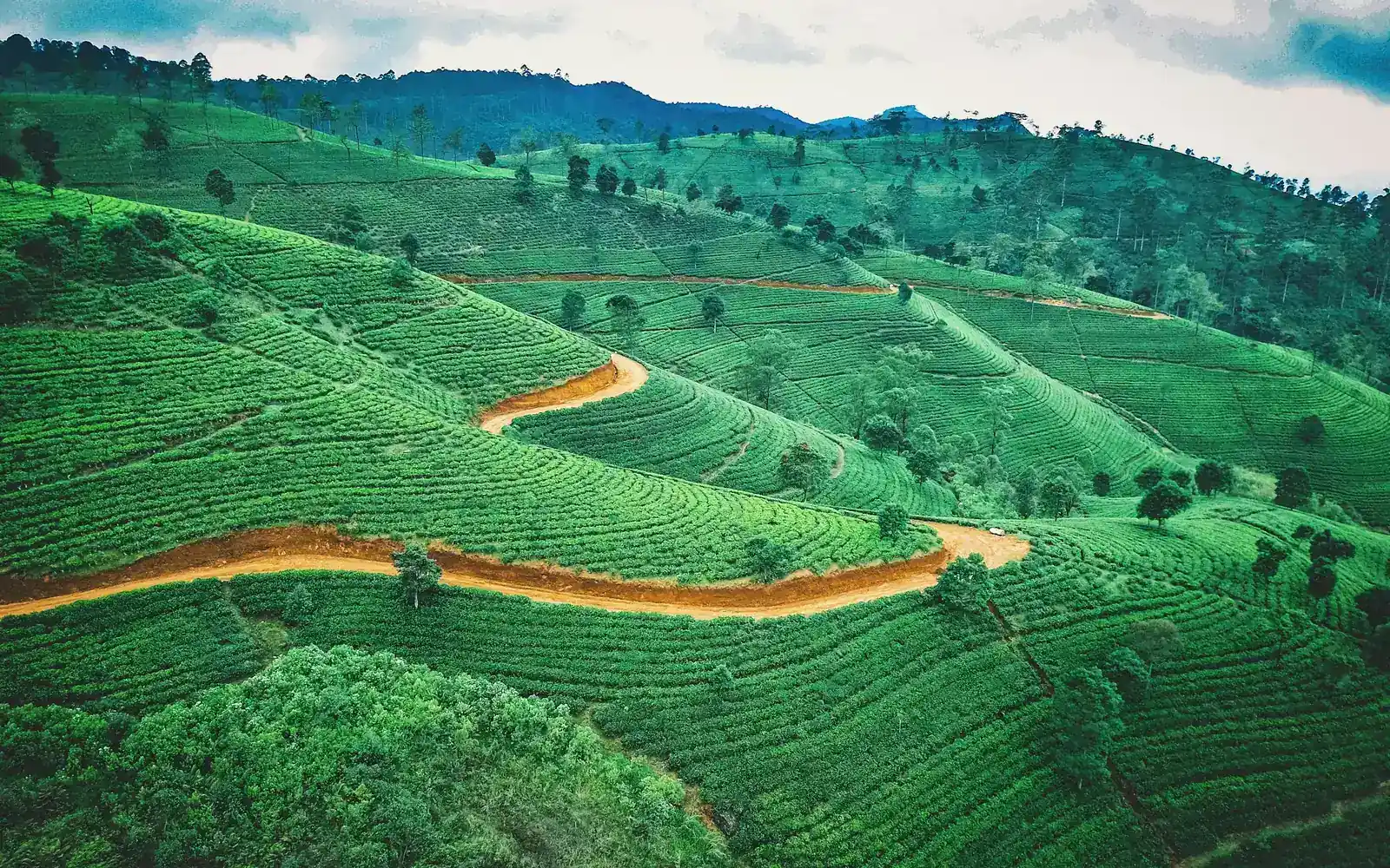 Tea-covered hills with winding paths