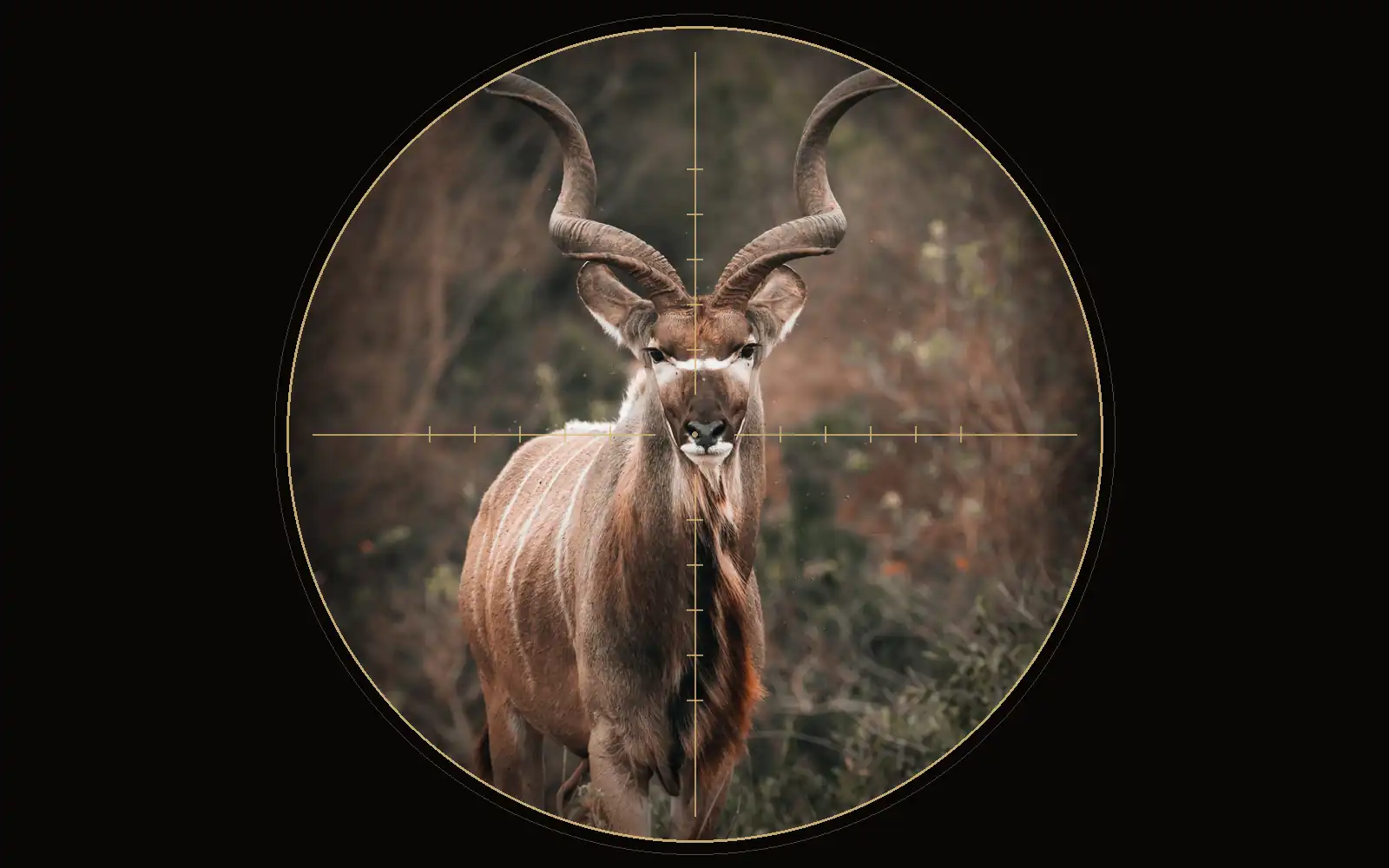 A far-sight scope view of a kudu in the bush