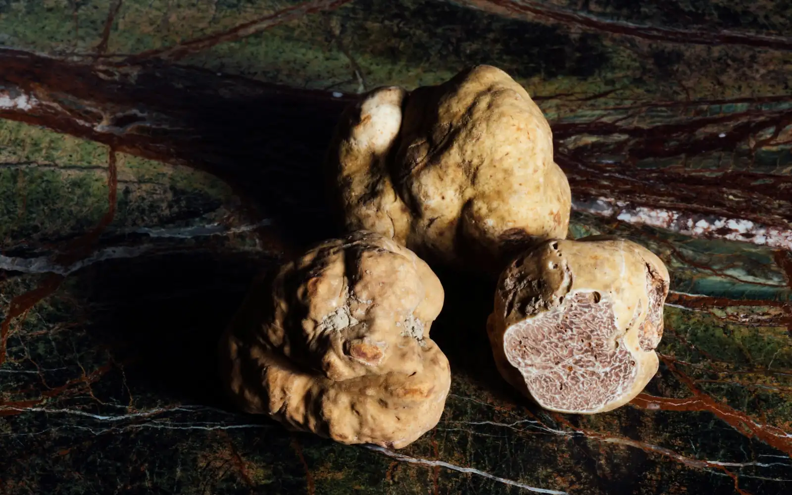 Freshly found white truffles on the forest floor