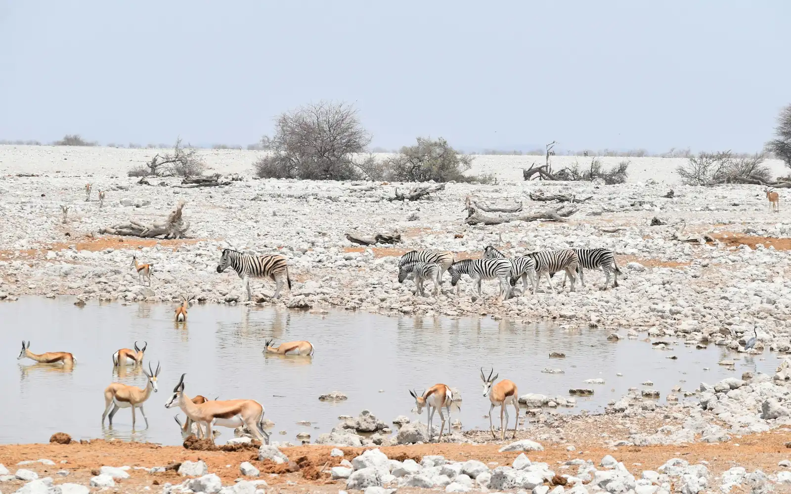 Zebra and springbok at an Etosha waterhole