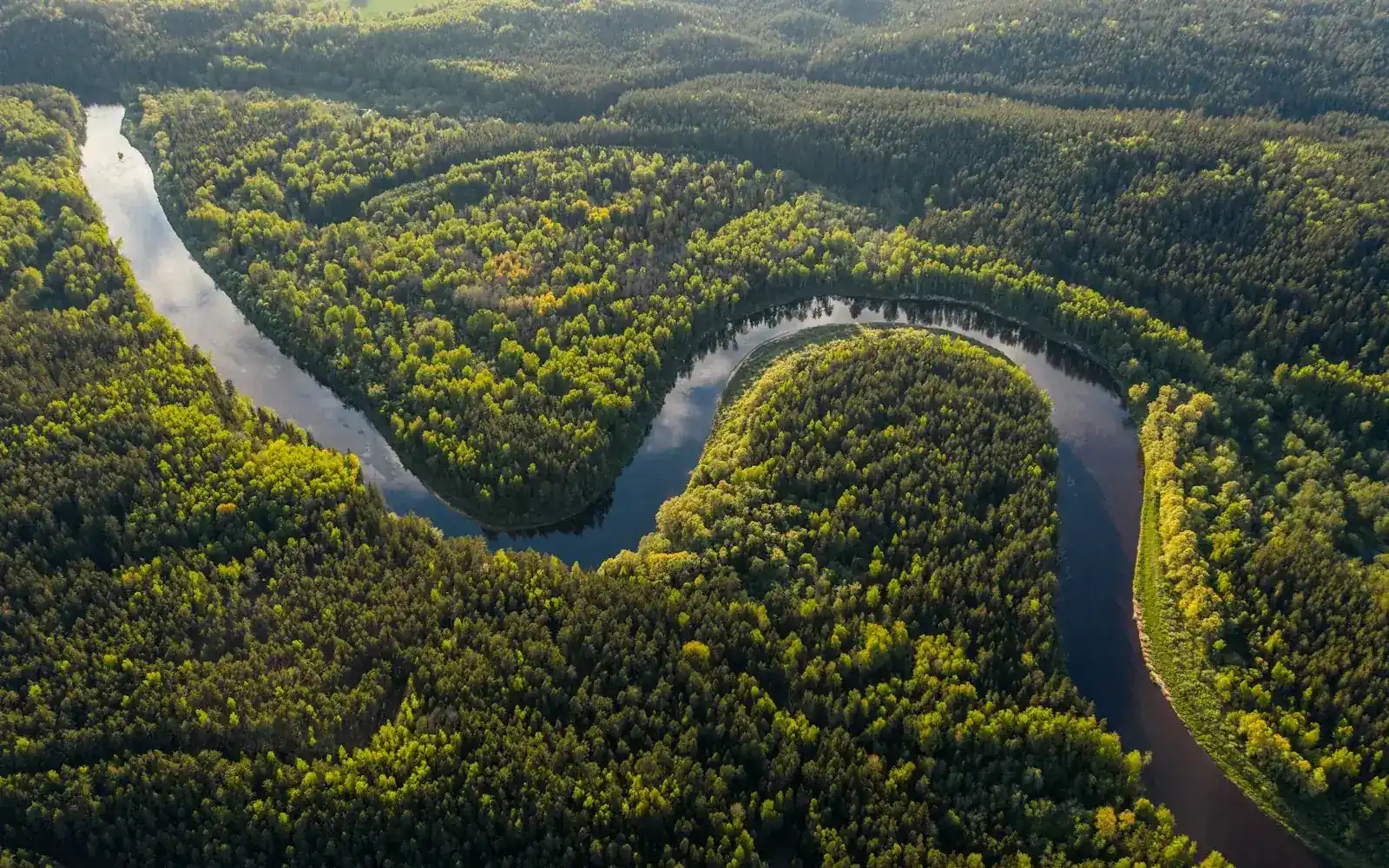 A river winding through rainforest